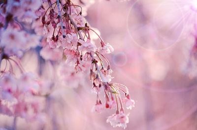 Close-up of pink cherry blossom