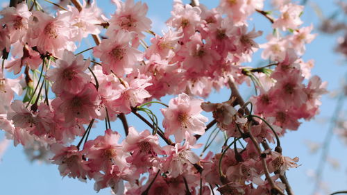 Close-up of pink cherry blossoms in spring