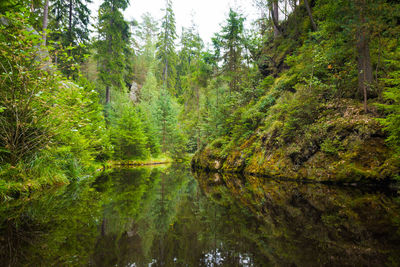 Scenic view of lake in forest