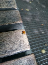 High angle view of lady bug on wood