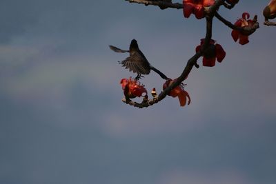 Low angle view of bird perching on tree against sky