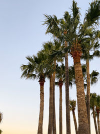 Low angle view of palm trees against clear sky