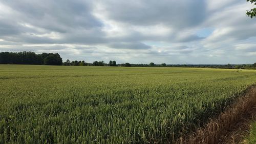 Scenic view of agricultural field against sky