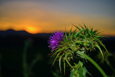 Close-up of thistle flower against sky during sunset