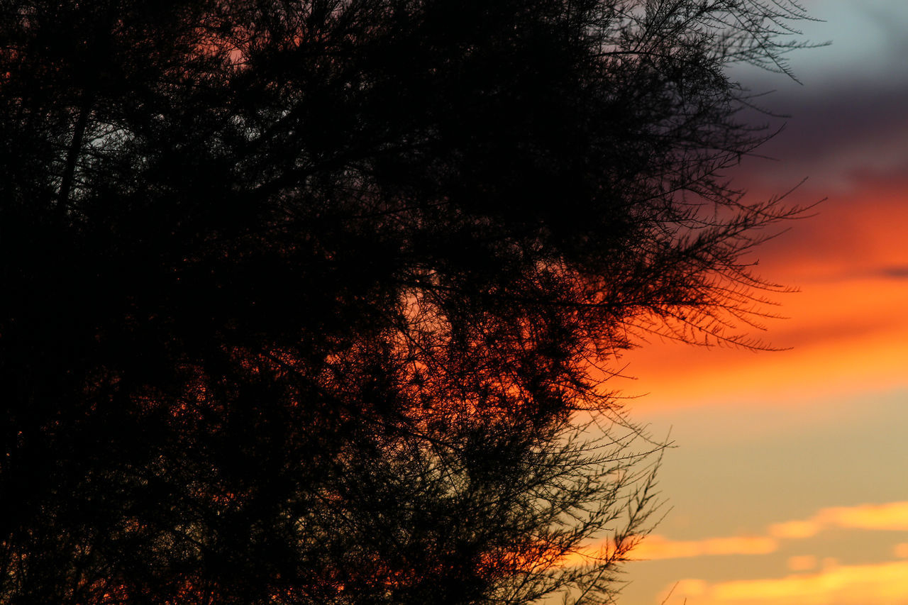 LOW ANGLE VIEW OF SILHOUETTE TREES AGAINST SKY DURING SUNSET