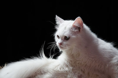 Close-up of a cat over black background