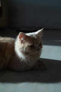 Close-up of a cat resting on floor at home