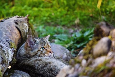 Close-up of cat lying down