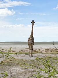 Giraffe standing on field against sky