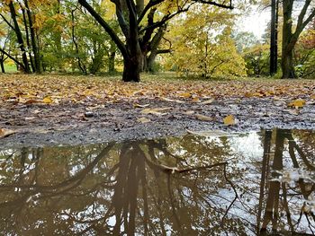 Trees by lake in forest during autumn