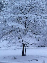 Bare trees on snow covered field