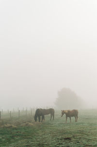 Horses grazing in a field