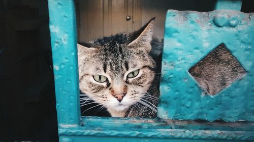 Portrait of cat in water