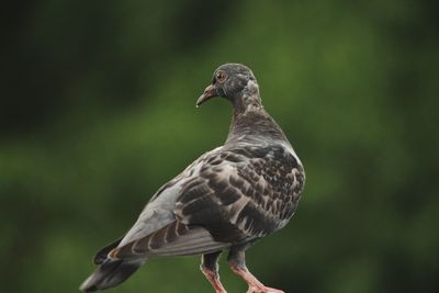 Close-up of bird perching outdoors