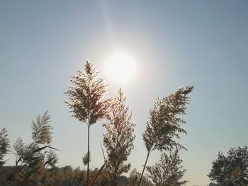 Low angle view of trees against sky on sunny day