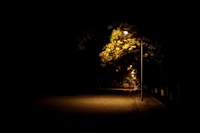 Illuminated trees at night