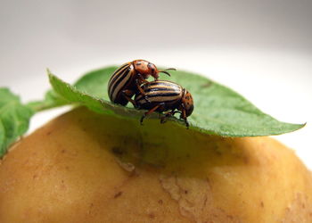 Close-up of bugs mating on potato