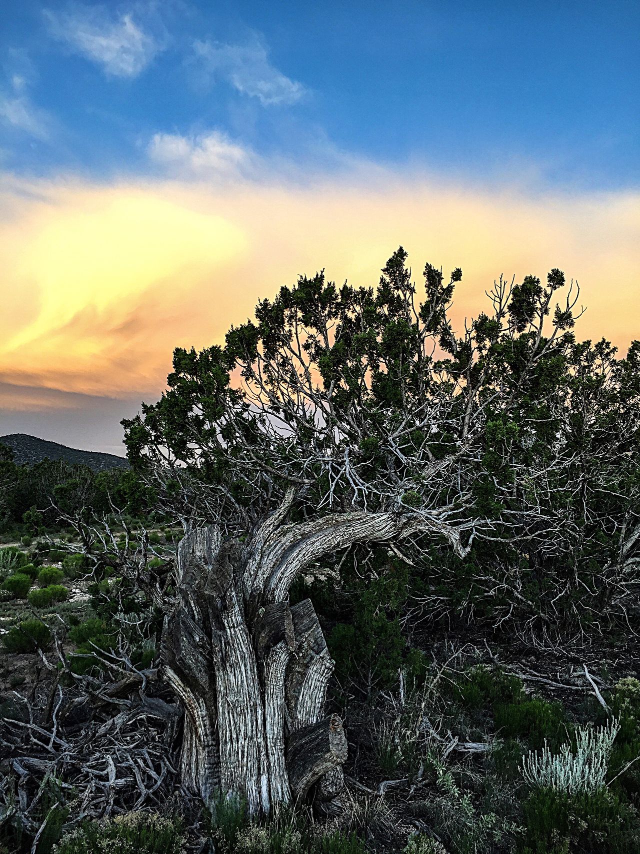 Torrance County, New Mexico, USA