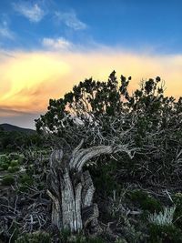 Silhouette of trees against cloudy sky