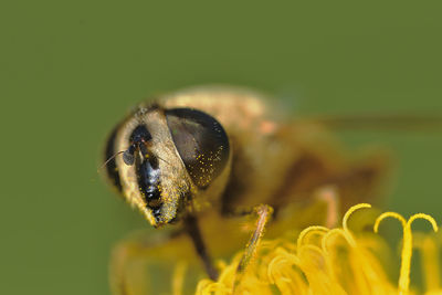 Close-up of bee pollinating on flower