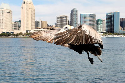 Birds flying over sea in city against sky