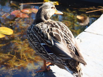 Close-up of bird perching on lakeshore