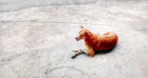 High angle view of dog