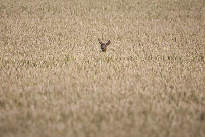 Peekaboo deers standing in plain sight in wheat field 