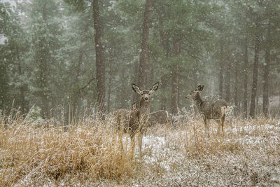 Two deer in the snow