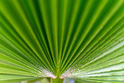 A close up shot of a dark palm tree leaf taken whilst walking my dog in marbella, spain