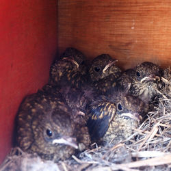 Close-up of duck in nest