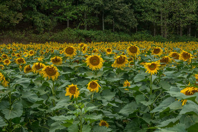 Scenic view of sunflower field