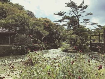 Plants growing on field against sky