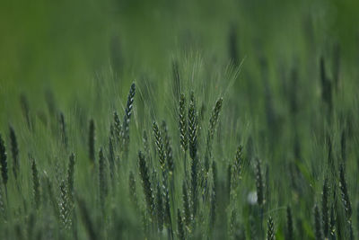 Close-up of wheat growing on field