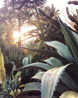 Close-up of succulent plant