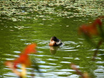Duck swimming in lake