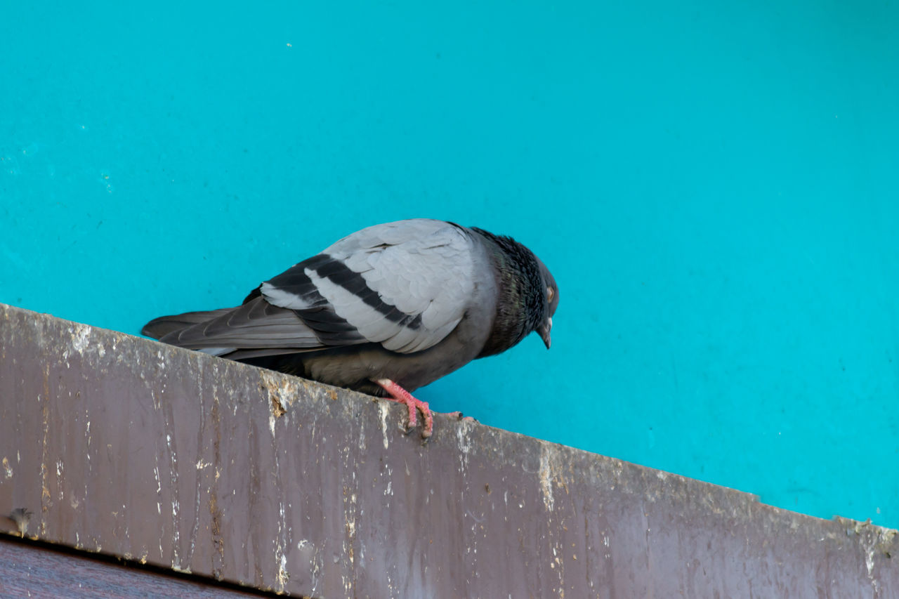 VIEW OF BIRD PERCHING ON WALL