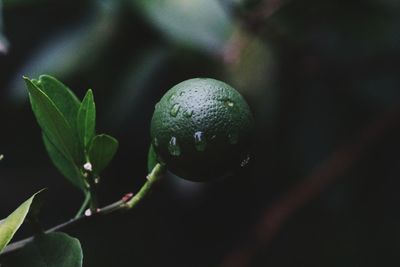 Close-up of lemon growing on plant