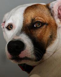 Close-up portrait of dog at home