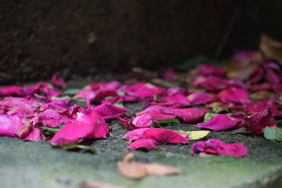 Close-up of pink roses