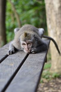 Portrait of monkey on tree