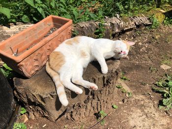 High angle view of cat lying on field