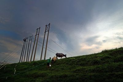 Animals grazing in field
