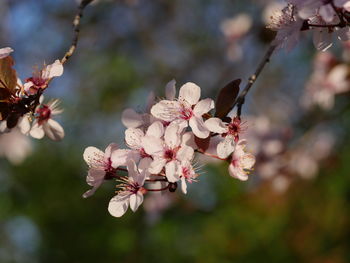 Close-up of pink flowers on tree