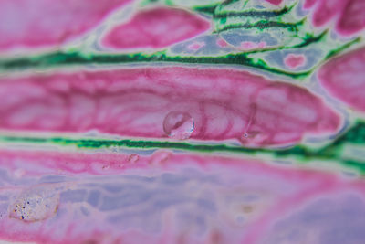 Macro shot of pink leaf