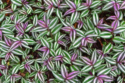 Full frame shot of plants