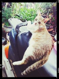 Cat resting on floor