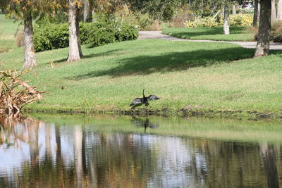 Bird on tree by water