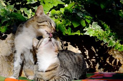 Close-up of cats grooming