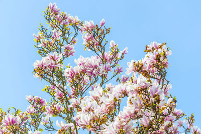 Low angle view of pink flowers blooming against clear blue sky